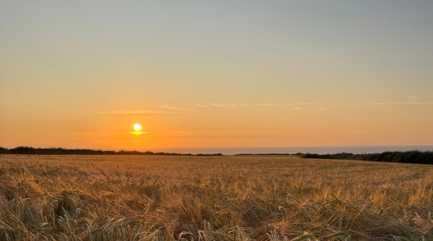 A scenic landscape photograph of a golden barley field at sunset, with the sun low on the horizon and a clear sky transitioning from warm orange to soft blue.
